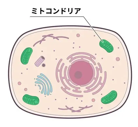 ミトコンドリア図解