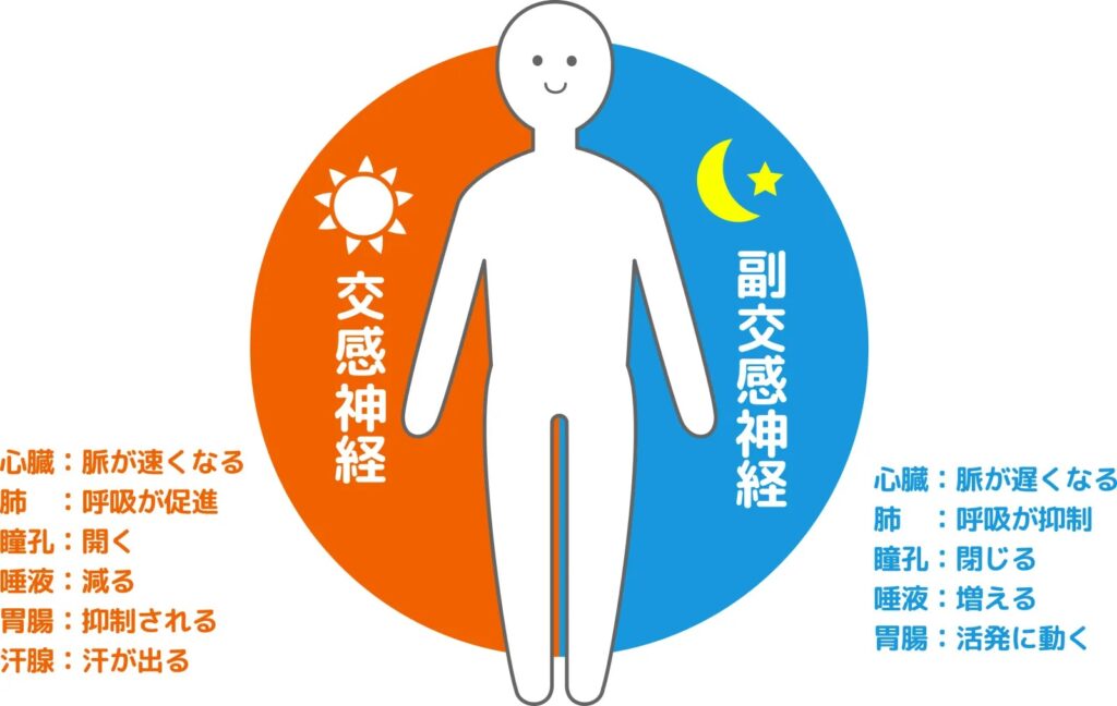 交感神経・副交感神経の役割